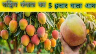 Indian Mango Farming || agri talks & fahad Faruqui ||@AgricultureIndustryAI||भारतीय आम की खेती ||