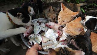 Cats eat fish | kittens eat fish | The Gohan Dog And Cats