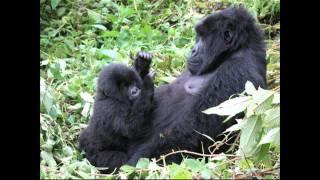 Rwanda Mountain Gorilla Hirwa Group 2007 - part 1