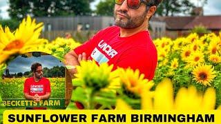 Beautiful Sunflower Farm Birmingham