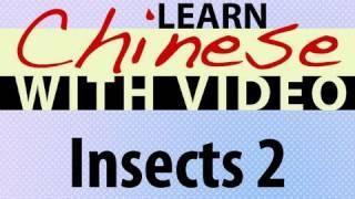 Learn Chinese with Video - Insects 2