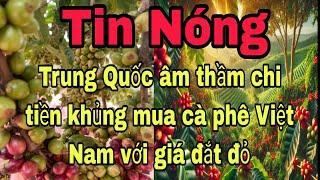 Trung Quốc âm thầm mua cà phê Việt Nam với giá đắt đỏ//Huy Đặng TV