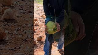 Thailand Coconut Cutting Skills - Fruit Cutting Skills