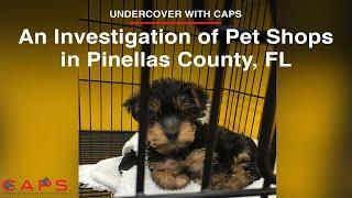 Undercover with CAPS: An Investigation of Pet Shops in Pinellas County, FL | Florida Pet Stores