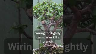 Bonsai Tip 6 | How to Wire Bonsai #bonsai #short #howto #gardening