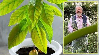 AVOCATIER, PLANTE D’INTÉRIEUR GRATUITE. TOUS LES BONS CONSEILS POUR RÉUSSIR (Le Quotidien du Jardin)