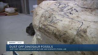 What happens when fossils are sent to the Denver Museum of Nature and Science