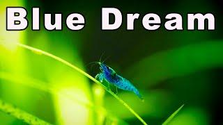 Neocaridina Blue Dream Shrimp Care and Breeding: Is This The BEST Neocaridina Shrimp?