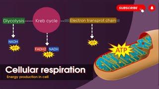 Cellular respiration in detail  || Glycolysis || Kreb cycle || Electron transport chain || Biology