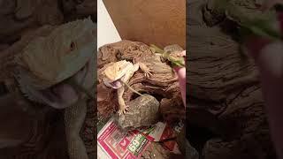 Bearded dragon eating greens