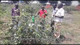 Tropic Apple Culture - Uganda 2018