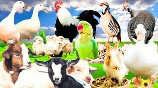 FARM FRIENDS GALORE,Guineafowl,Chicks,Birds,Puppies, Rabbits & More Living Together in Harmony,Pets