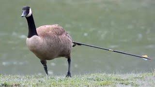 Months-long chase for goose impaled by arrow in Squamish, B.C.