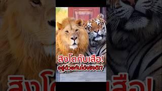 สิงโตกับเสือ! อยู่ด้วยกันได้จริงดิ!? #เสือกับสิงโต #lion #tiger #สัตว์โลก