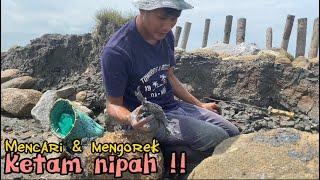 Misi mencari dan mengorek Ketam Nipah di tepi Laut