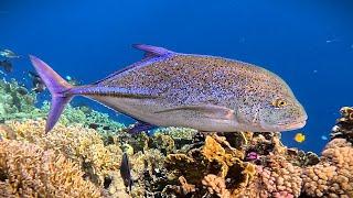 Catching up with Bluefin trevally (Caranx melampygus)  (~85 cm or ~34” length) in 4K