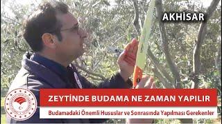 ▶️ Zeytinde Budama Ne Zaman ve Nasıl Yapılır? Budamadan Sonra Yapılacak İşler...