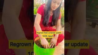 ताजी धनिया grow हुई या नहीं ? Regrown Fresh Coriander Update #shorts #coriander #regrow #shortfeed