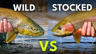 Fly Fishing Strategies for Wild vs Stocked Trout | Ep. 126