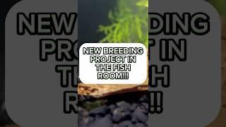 Newest project in the fish room! | Breeding neocaridina shrimps #shrimpbreeding #shrimpkeeping