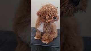 puppy grooming  Doesn't he look beautiful!?