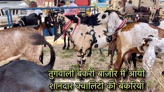 तुंगवाली बकरी बाज़ार में आयी शानदार क्वालिटी की बकरियाँ @farmingbaba tungwali bakra mandi goatmarket