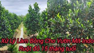 Xử Lý Làm Bông Cho Vườn Mít Indo Ruột Đỏ 15 Tháng Tuổi Tại Vĩnh Long