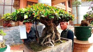 Cây Si búp đỏ Bonsai để bàn có giá nửa tỷ đẹp xuất sắc ở Bắc Ninh