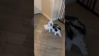 Coton de Tulear Puppies For Sale - Gabby/Angel 11/21/24