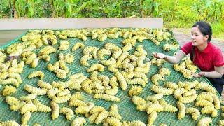 24 Hours Harvesting Silkworm Goes to Market Sell - Farm Life | Ella Daily Life