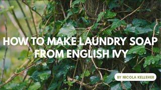 How to Make Laundry Soap from English Ivy