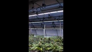 TotalGrow at Green Harvest