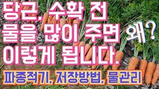 당근, 수확 전 물을 많이 주면 이렇게 됩니다. / 파종적기. 저장방법, 물관리