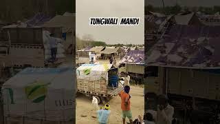 Tungwali Bakra Mandi #tungwalibakramandi #tungwali #tungwaligoat #tungwalimandi #beetalgoats