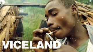 Pot, Pygmys, and Rebels in the Congo: WEEDIQUETTE - Cannabis in Congo (Trailer)