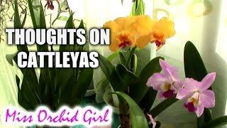 Thoughts on Cattleya orchids - a new orchid addiction