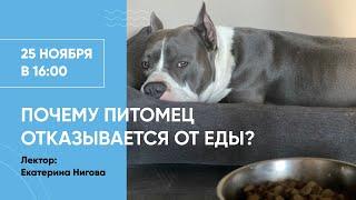 Почему питомец отказывается от еды? Вебинар Школы «Хвост Ньюс» о привередах