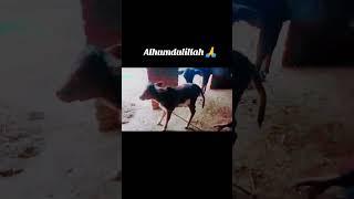 Cow / Ramzan Qasim Fans #cow #viralvideo #unfrezzmyaccount #shorts