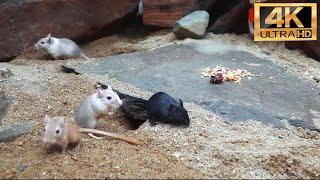 [NO ADS] Cat TV for cats to watch | adorable mouse digging burrows, squabble playing and squeaking