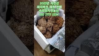 자연산 싸리버섯 1kg 소포장  (송이싸리,잡싸리) 먹어도 되는 자연산싸리버섯 #자연산버섯  #추억의음식 #엄마손맛