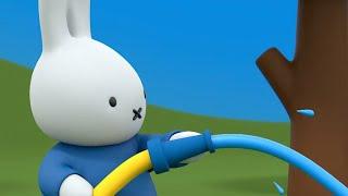 Helping to clean the car | Miffy | Sweet Little Bunny | Miffy New