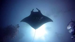 ESDC 2020 - Maldives Mantas