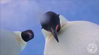 Curious penguins find camera, take video selfie