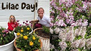 Planting Lilacs in Containers! Everything you need to know. I love this Shrub! //FlowerFanatic