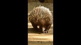 Echidna Stroll