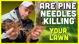 Do Pine Needles Cause Acidic Soil and Kill Your Grass?