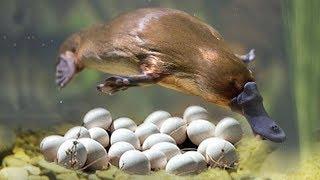 Great Mom Platypuses Laying Eggs And Cute Platypuses Moments