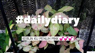 Waw Kebun PINKy || Wabah Syngonium PINK || Daily Diary Kebuncilik