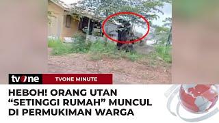 Penampakan Orang Utan Raksasa Berkeliaran di Permukiman Warga | tvOne Minute