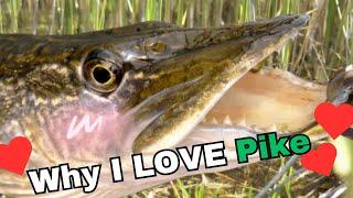 Why I LOVE Northern Pike!